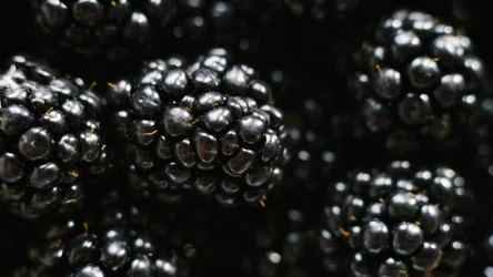 Dlaczego warto jeść jeżyny?