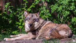 Będą odstraszać wilki na Podhalu. W ruch pójdą petardy i gumowe kule