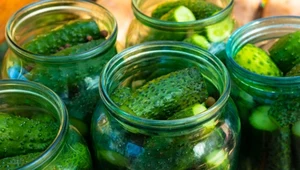 Nietypowy dodatek do ogórków. Kiszonki będą bardziej aromatyczne i lekko pikantne 