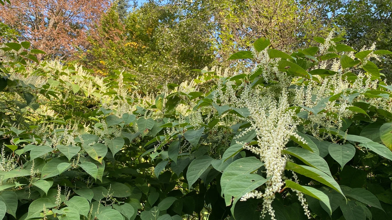Gęste, zielone liście dużych krzewów z długimi, białymi kwiatostanami na tle drzew i niebieskiego nieba, wczesna jesień z delikatnie żółknącymi gałęziami w głębi.