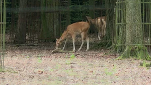 Nowi goście w Krakowie. Mają cechy budowy jelenia, krowy i osła