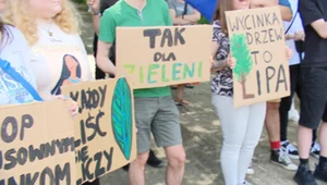 Kilkadziesiąt lip do wycinki? Polskie miasto walczy o cenne drzewa