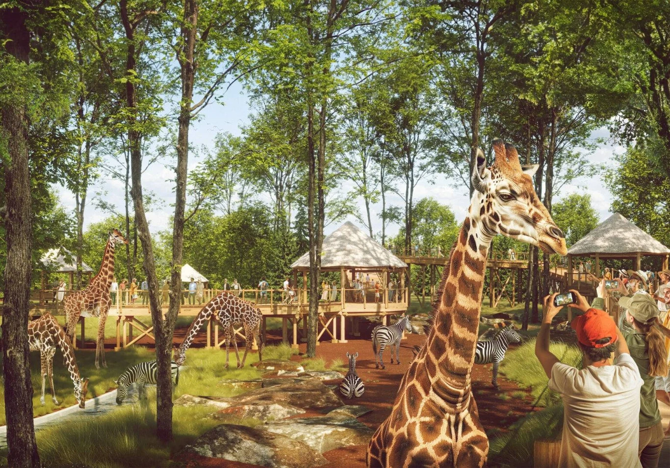 grupa żyraf i zebr pasie się w lesistym ogrodzie zoologicznym, w tle drewniane platformy z daszkami, na których stoją ludzie obserwujący i fotografujący zwierzęta, scenerię otaczają wysokie drzewa i naturalna roślinność