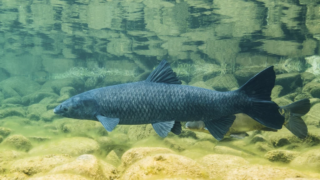 Amur czarny stał się rybą inwazyjną w Ameryce Amur czarny stał się rybą inwazyjną w Ameryce