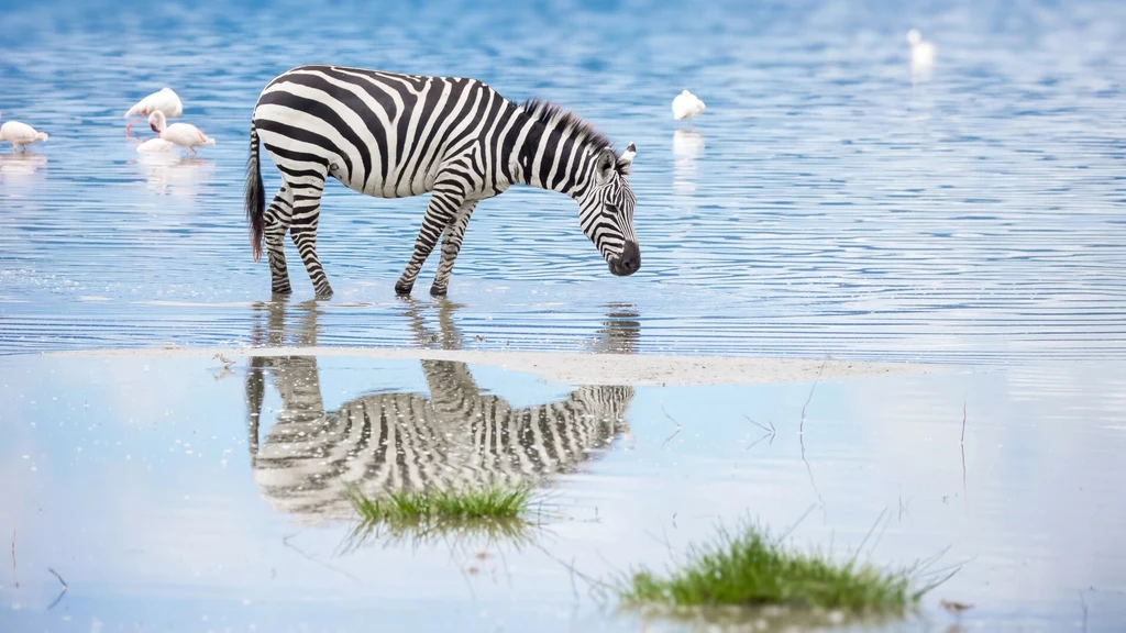 Łódzkie zoo stworzy afrykańską sawannę Łódzkie zoo stworzy afrykańską sawannę
