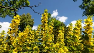 Szybko rośnie i ma mnóstwo kwiatów w kształcie dzwonków. Możesz ją posadzić nawet teraz