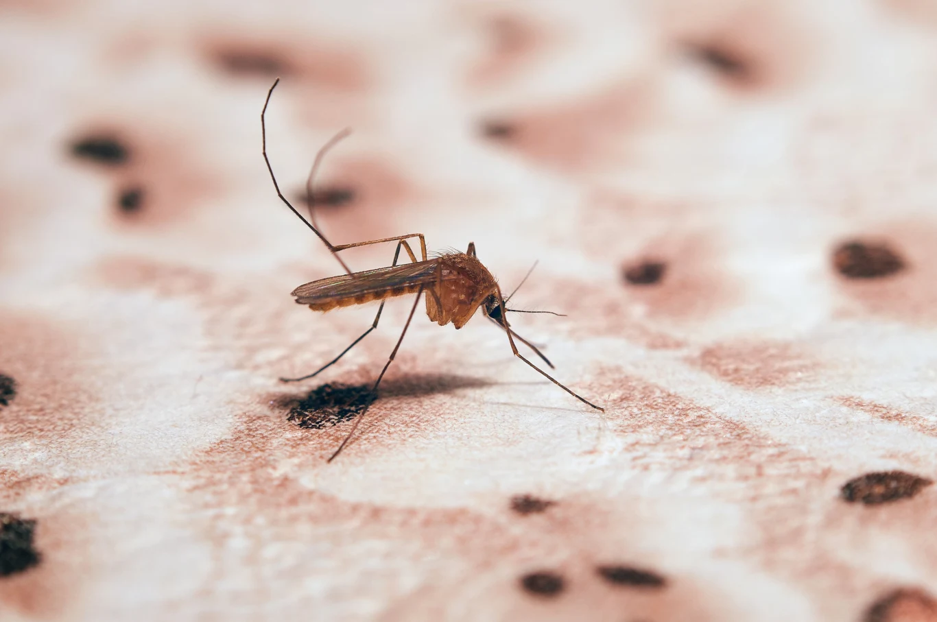 Niektórzy są odporni na malarię. To zasługa denisowian Zbliżenie komara siedzącego na ludzkiej skórze, z dobrze widocznymi szczegółami owada i strukturą skóry w tle.