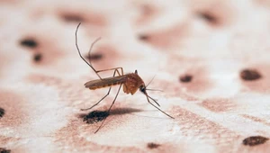 Malaria pokonana? Świat uratują zmodyfikowane komary