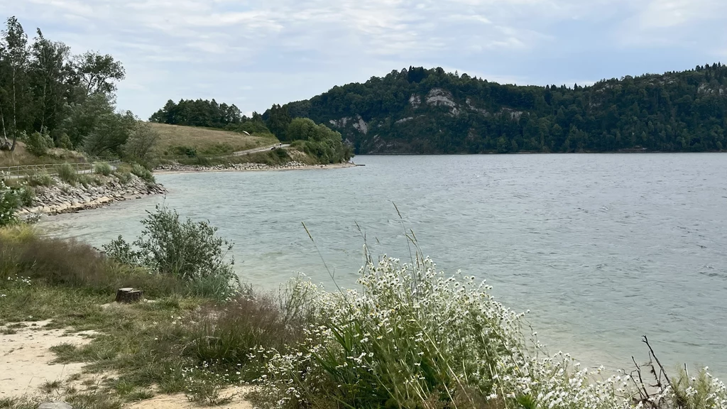 Brzeg jeziora porośnięty trawą i białymi kwiatami, przechodzący w szeroką taflę wody otoczoną zielonymi wzgórzami porośniętymi drzewami pod lekko zachmurzonym niebem.