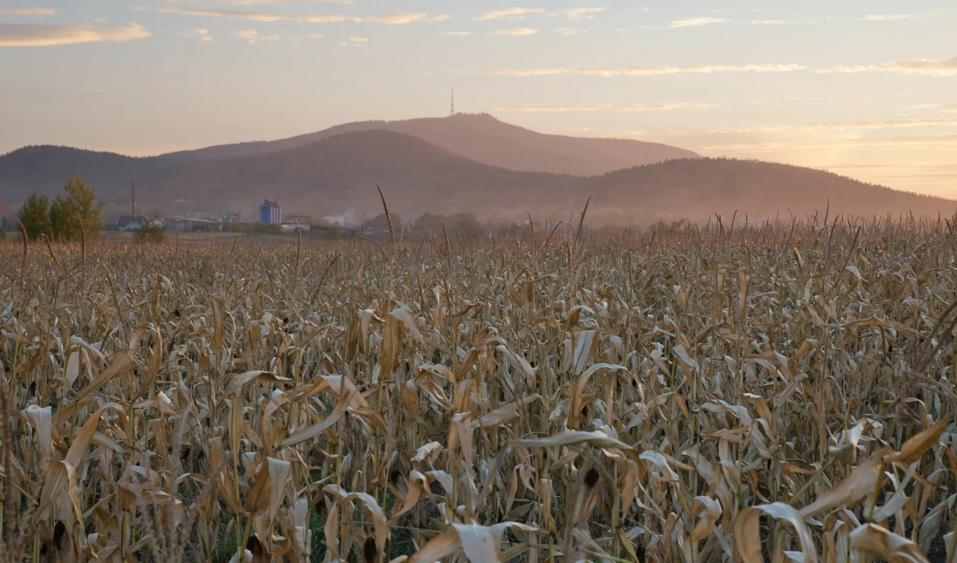 Ok. 30 km od Wrocławia spośród dość nizinnego krajobrazu wynurza się monumentalnie wyglądający Masyw Ślęży. Jego wzniesienia osnute są wieloma legendami. Złote pole kukurydzy rozciągające się aż po horyzont, w tle majaczące góry i delikatna mgła unosząca się nad krajobrazem o świcie.