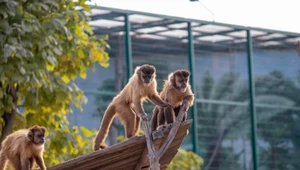 Lekkomyślne zachowanie w zoo u sąsiada Polski. Mogło dojść do tragedii