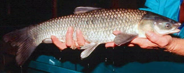 Amur czarny to plaga w rzekach Stanów Zjednoczonych Duża ryba o srebrzystych łuskach trzymana w obu rękach przez osobę ubraną w niebieską odzież, widoczne szczegóły płetw oraz wilgotna powierzchnia ryby.