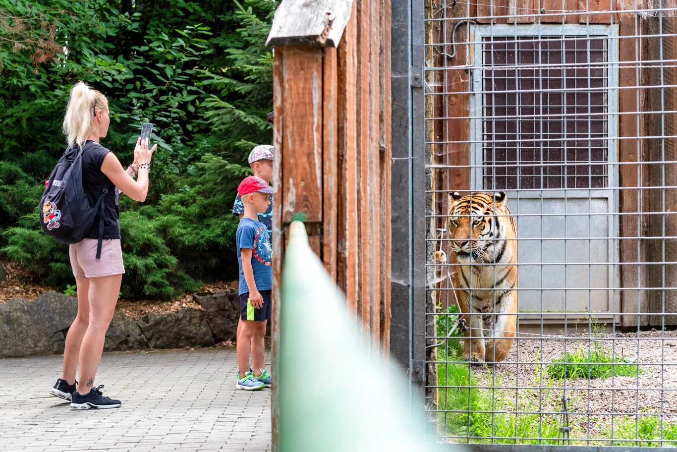 Kobieta robi zdjęcie dwójce dzieci stojących przy ogrodzeniu wybiegu dla tygrysa, drapieżnik patrzy w stronę ludzi, wokół zielona roślinność i drewniana zabudowa wybiegu.