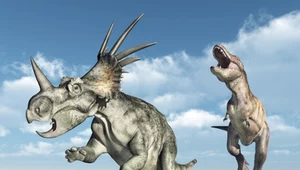 Tyranozaur siał wielki terror. Dinozaury paraliżował strach. Jest dowód