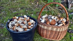 Tu jest najwięcej grzybów w okolicy Lublina. Na pewno nie wrócisz z pustym koszykiem 