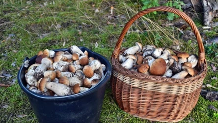 Gdzie na grzyby w okolicach Lublina? W te miejsca wybierz się na grzybobranie, a nie wrócisz z pustym koszykiem.