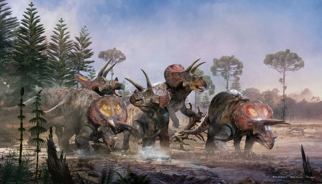 W obronie przed tyranozaurami roślinożerne dinozaury tworzyły duże stada Grupa triceratopsów przechadza się po prehistorycznym krajobrazie otoczonym przez wysokie drzewa iglaste, w tle widoczne zamglone niebo i suchy, błotnisty teren.