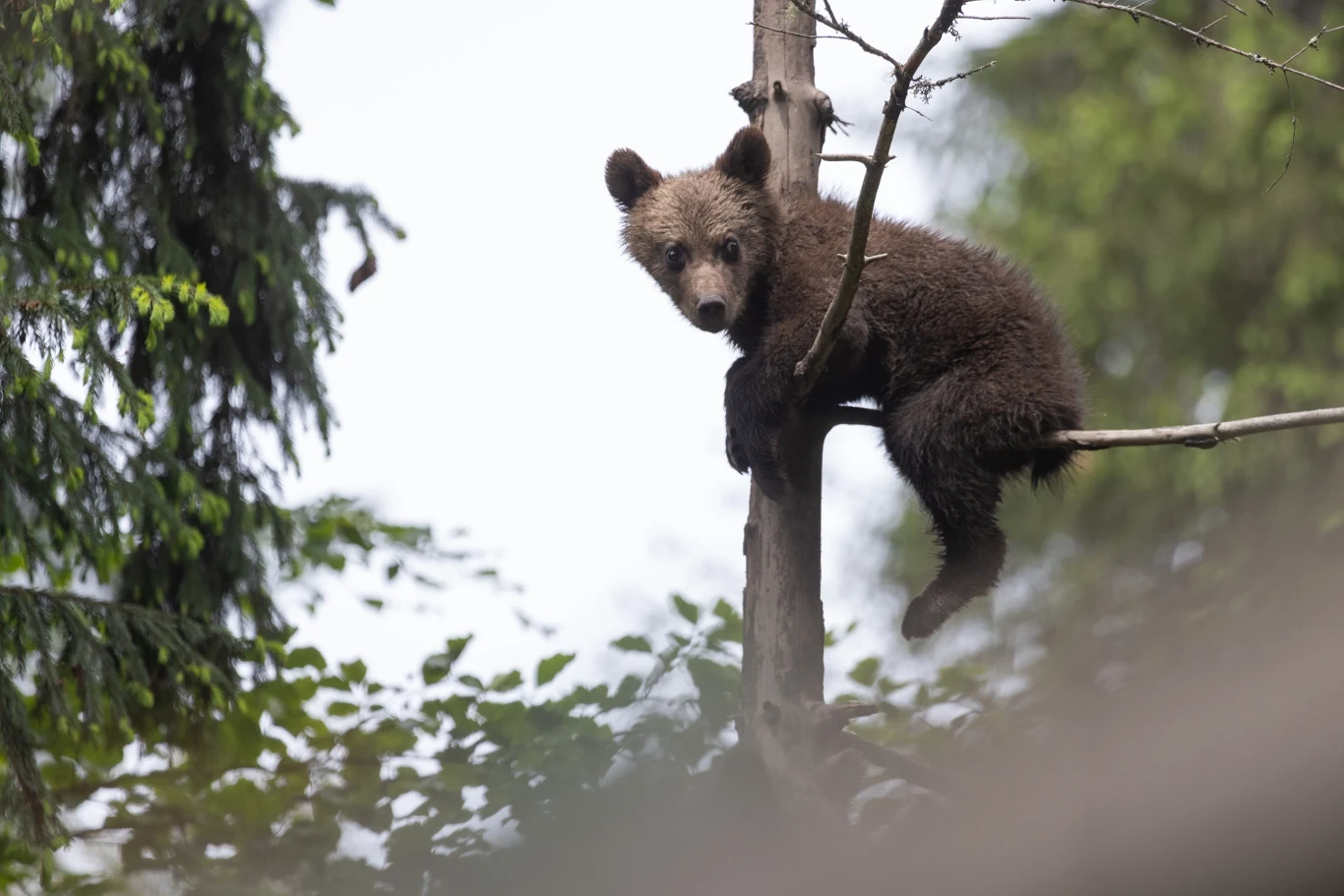 Jak się zachować, gdy podczas spaceru spotkamy niedźwiedzia? Młody niedźwiedź wspinający się na drzewo w lesie, z koronami drzew i liśćmi w tle podkreślającymi naturalne środowisko zwierzęcia.