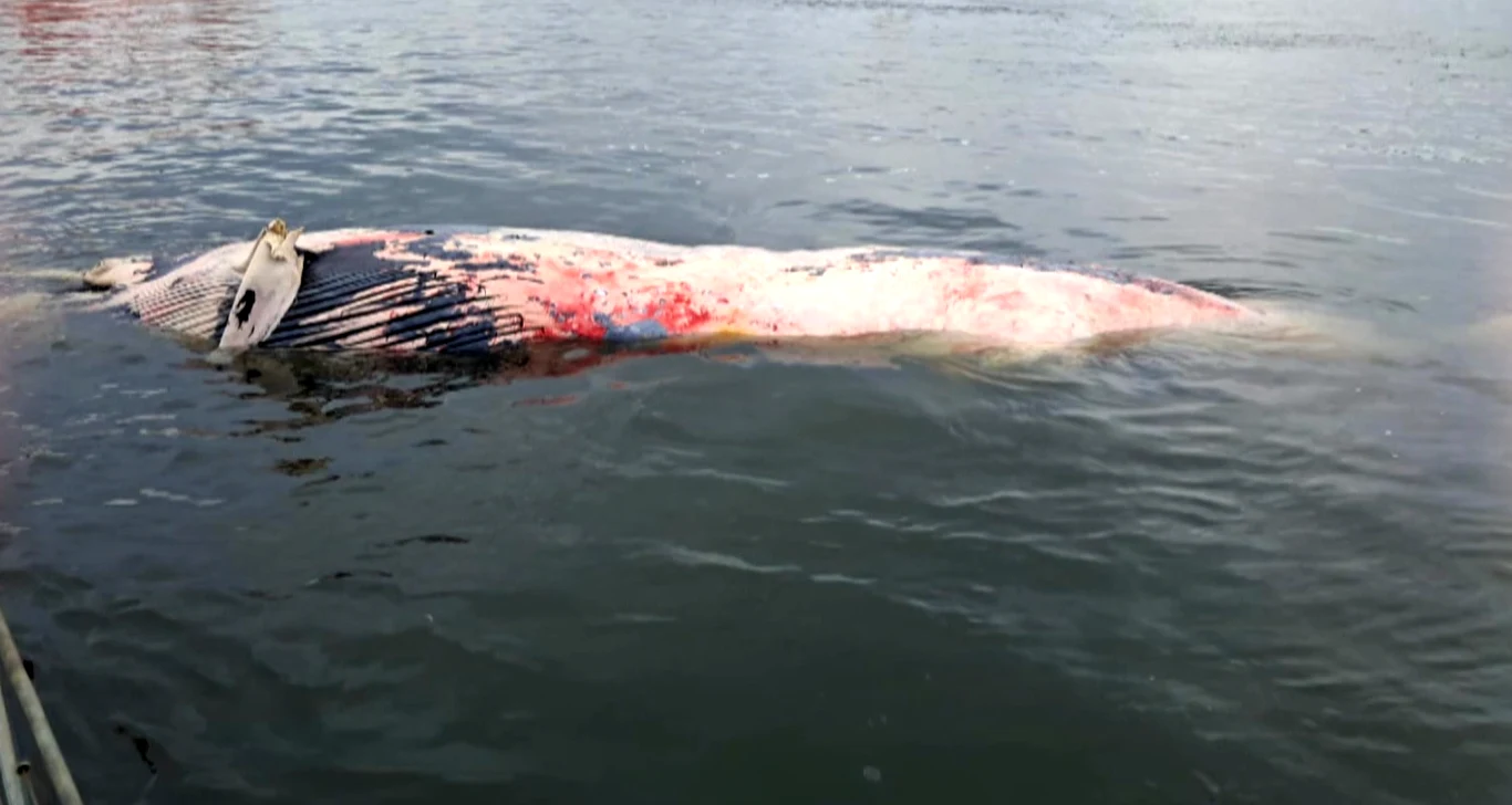 Martwy wieloryb ze Świnoujścia wypłynął na wysokości plaży w Wisełce Martwy wieloryb unoszący się na powierzchni wody, z widocznymi ranami i śladami krwi w okolicy brzucha, otoczony spokojną wodą.