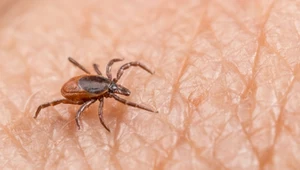 Jaką grupę krwi lubią kleszcze? Jedna przyciąga je najbardziej