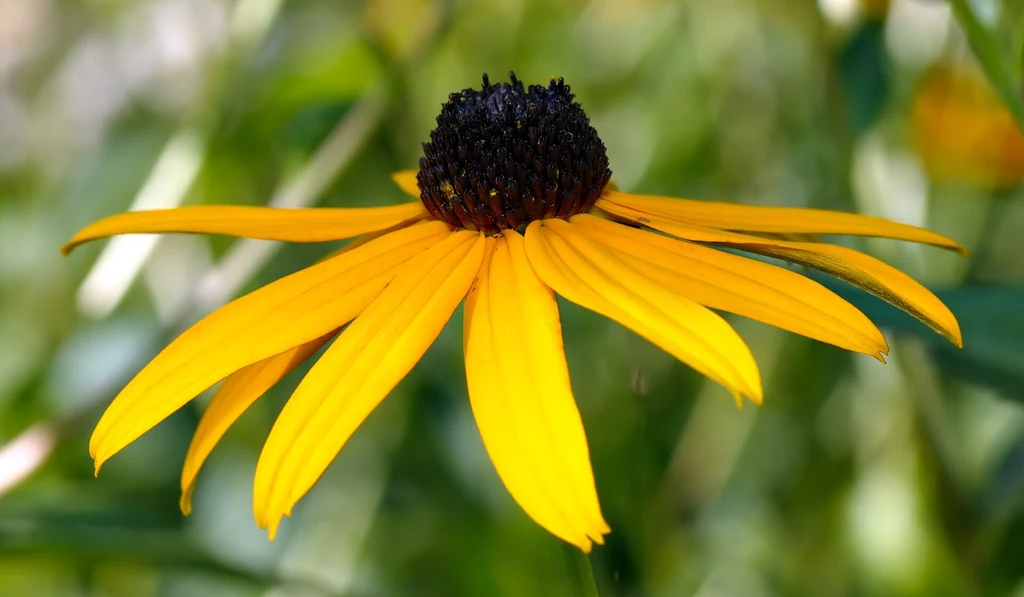 Rudbekia błyskotliwa nie bez powodu nosi taki przydomek Rudbekia błyskotliwa nie bez powodu nosi taki przydomek