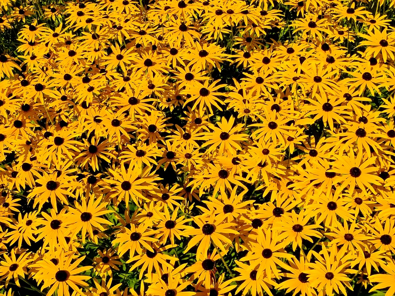 Gęsto rosnące żółte kwiaty o ciemnych środkach tworzą kolorowy, jednolity dywan.
