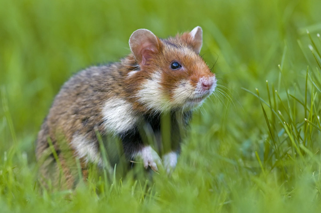 Chomiki europejskie to coraz większa rzadkość. Giną, bo pola i nieużytki są zamieniane w osiedla i drogi Chomik o brązowo-białym futrze siedzący w zielonej trawie, otoczony delikatnymi źdźbłami i wyraźnie widocznymi uszami.