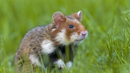 Chomik europejski sfotografowany w Wiedniu w Austrii. To jedna z jego ostatnich ostoi w Europie