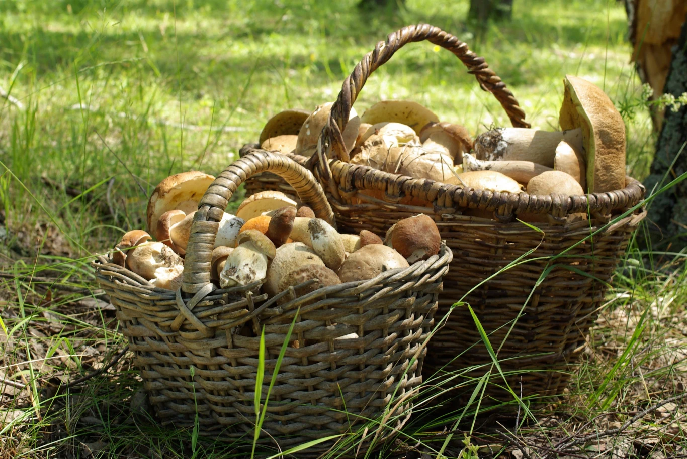 Gdzie szukać grzybów w okolicach Lublina? 
