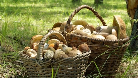 Gdzie szukać grzybów w okolicach Lublina? 