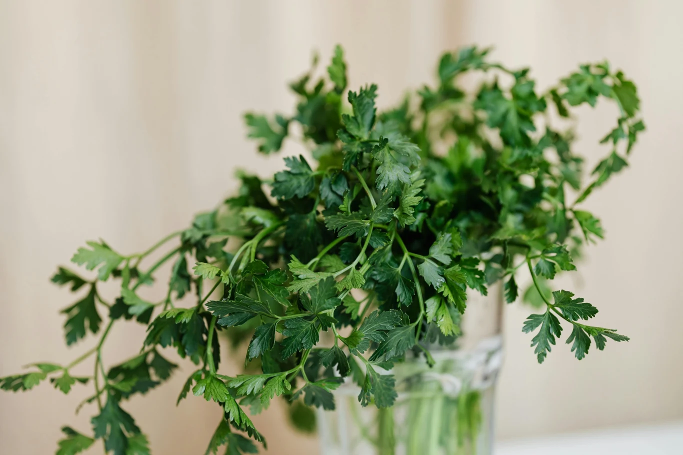 Natka pietruszki to superfood