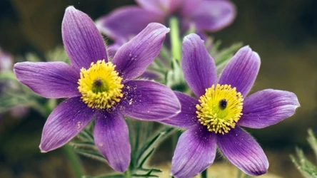 Sasanka słowacka rośnie w Polsce tylko w Tatrach