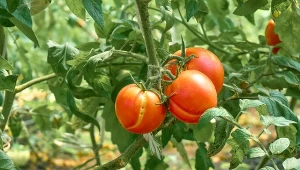Pomidory pękają na krzaku? Winny jest ten błąd podczas podlewania