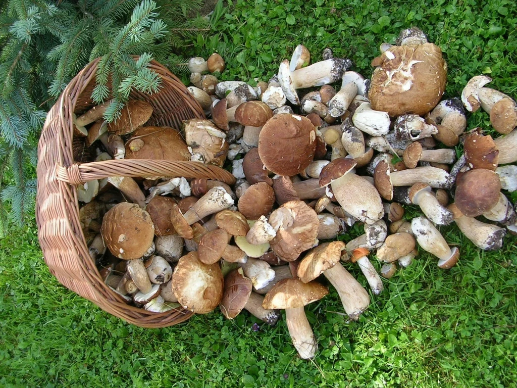 kosz przechylony na trawie z rozsypanymi świeżo zebranymi grzybami, dominują borowiki otoczone zieloną murawą i iglastą gałązką