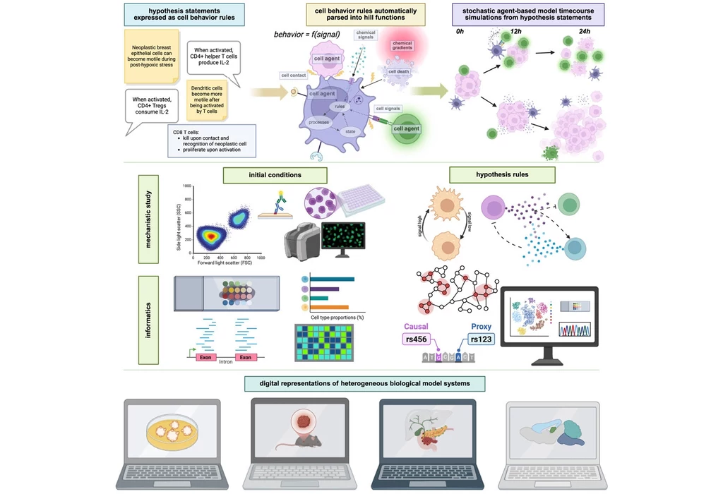 Schemat ilustruje proces modelowania cyfrowego heterogenicznych systemów biologicznych, ukazując reguły zachowania komórek, zautomatyzowaną analizę i symulacje komputerowe, a także wizualizacje danych oraz cyfrowe reprezentacje na ekranach laptopów.