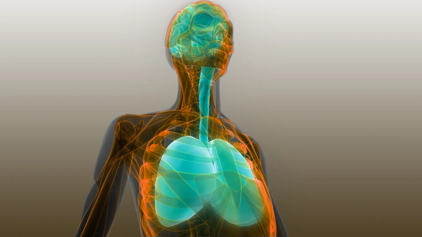 Wdychanie zanieczyszczeń negatywnie oddziałuje nie tylko na układ oddechowy, ale i na mózg. Zdjęcie ilustracyjne. Widoczna przezroczysta sylwetka człowieka ukazująca schematycznie górne drogi oddechowe, tchawicę oraz płuca wyróżnione na niebiesko w kontrastujących kolorach.