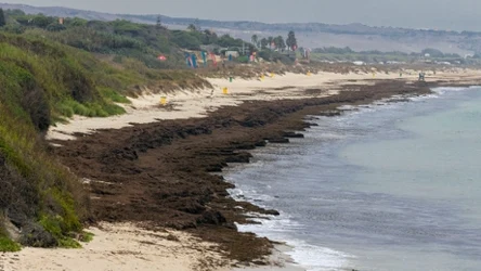 Wodorosty to coraz poważniejszy problem w Hiszpanii. Utrudniają działalność rybakom i zniechęcają turystów.