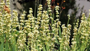 Ładniejsze i mniej wymagające, niż mieczyki. Te kwiaty to największa ozdoba mojego ogrodu