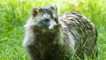 Jenot azjatycki - jak wygląda i dlaczego jest groźny? 