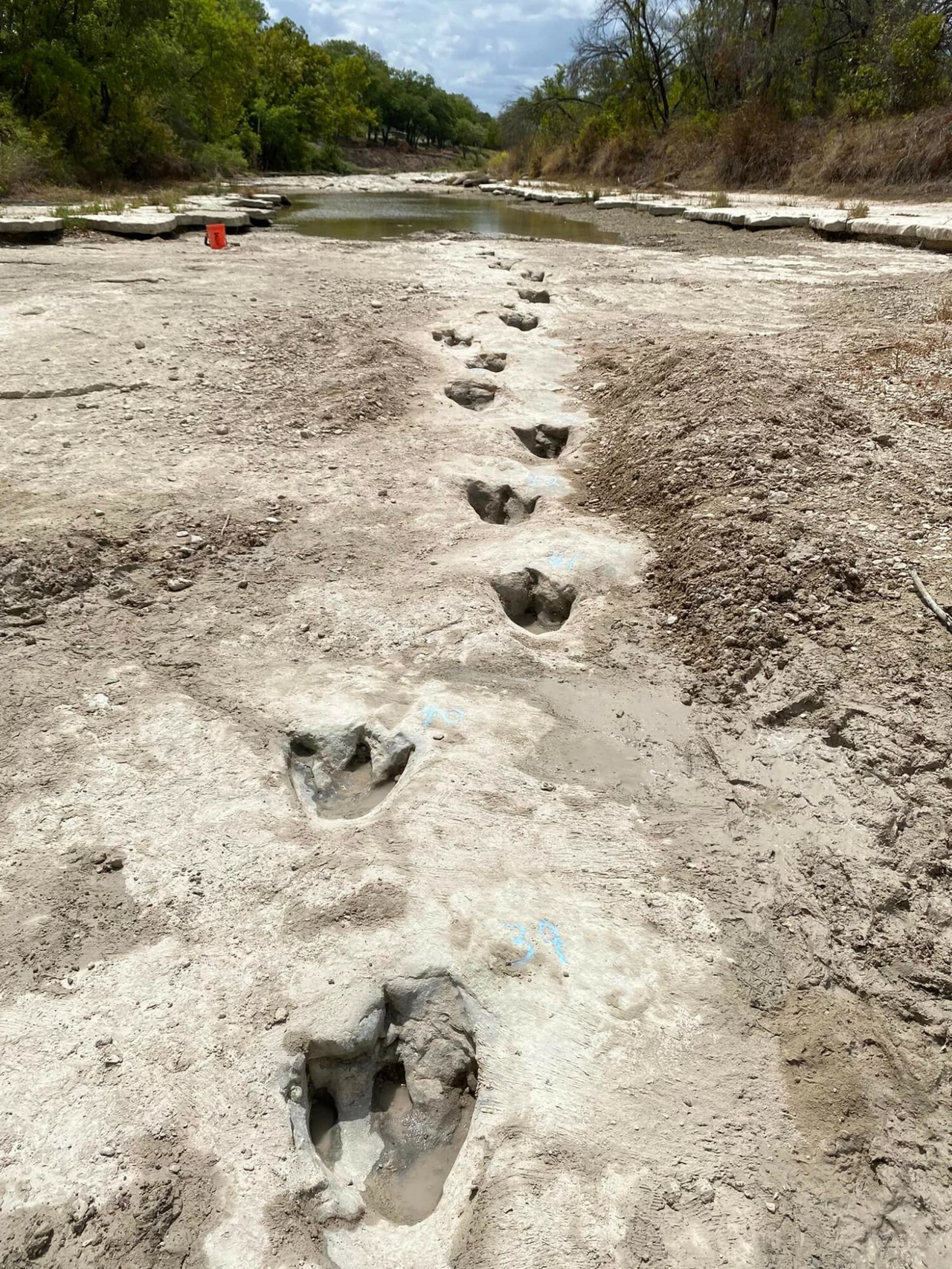 Ślady dużych dinozaurów utrwalone w wyschniętym, kamienistym dnie pradawnej rzeki, prowadzące w kierunku oddalającej się, zielonej linii drzew i niskiego brzegu.