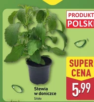Stewia