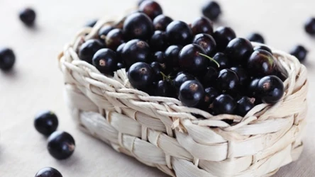 Czarna porzeczka jest niedoceniana, a szkoda, bo to skarbnica witamin.