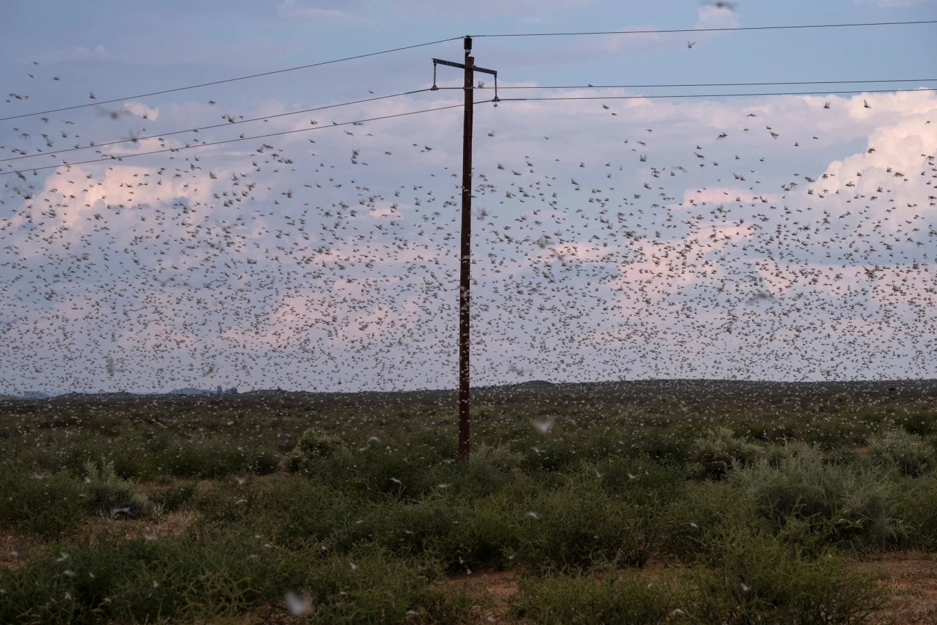 Ukraina mierzy się z plagą szarańczy (zdjęcie ilustracyjne) Tysiące szarańczy unoszą się w powietrzu nad zielonym stepem z pojedynczym słupem linii energetycznej pośrodku kadru, pod zachmurzonym niebem