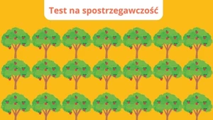 Zagadka dla dociekliwych: Które drzewo nie jest takie jak reszta?