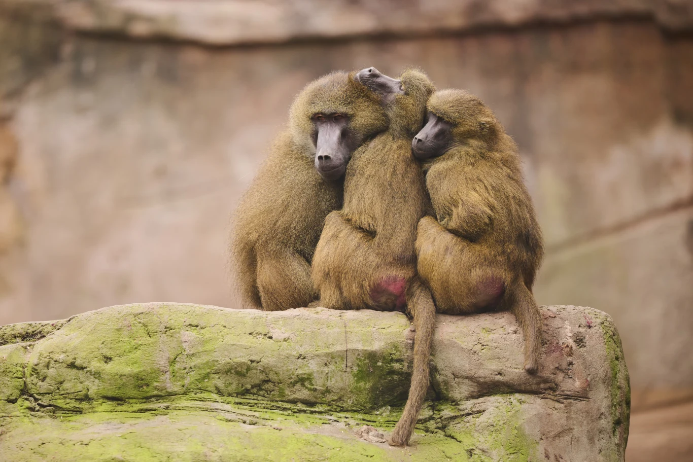 W niemieckim zoo populacja pawianów wymknęła się spod kontroli. Ogród chce odstrzelić połowę osobników, bo nie ma dla nich miejsca Trzy pawiany siedzą blisko siebie na dużym kamieniu, obejmując się nawzajem i sprawiając wrażenie, jakby okazywały sobie troskę i bliskość.