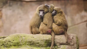 Zoo chce zabić pawiany, bo ma ich za dużo. Setki Niemców wyszły na ulice
