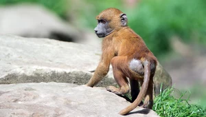 Niemieckie zoo zabiło 12 pawianów. Ciała rzucili na pożarcie drapieżnikom