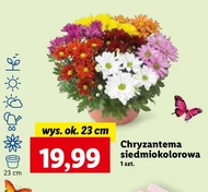 Хризантема Ok.