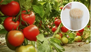 Pomidory dojrzeją w mgnieniu oka. Wystarczy ci zwykła wykałaczka