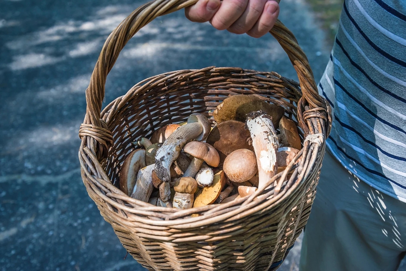 Gdzie na grzyby w okolicach Krakowa? Z tych miejsc wrócisz z pełnym koszykiem.